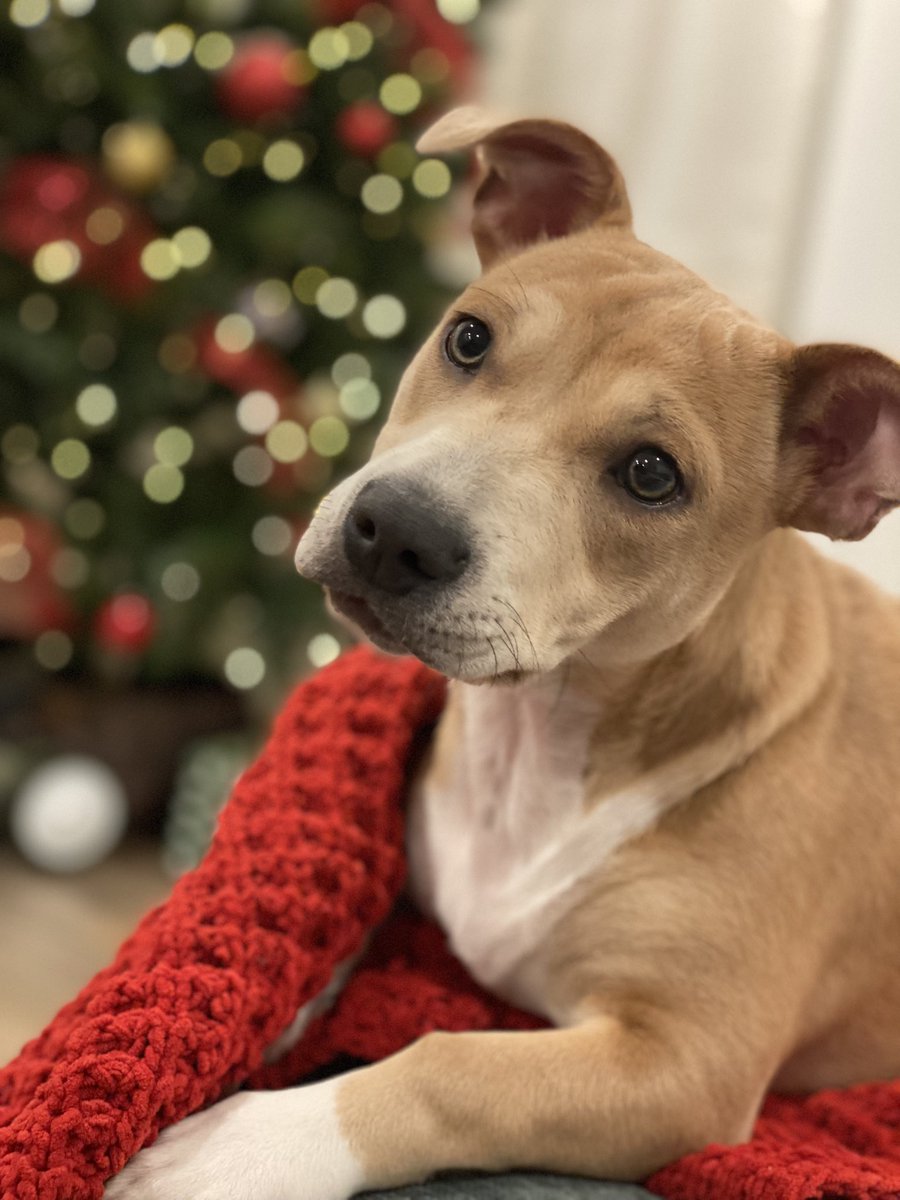 Merry Christmas from Honey and I. I hope you all have an amazing day filled with peace and happiness🎄🎁