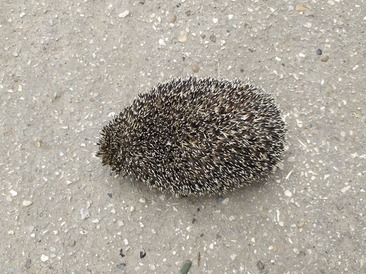 J̵e̵ż̵ ̵k̵u̵r̵w̵a̵ A city hedgehog in July