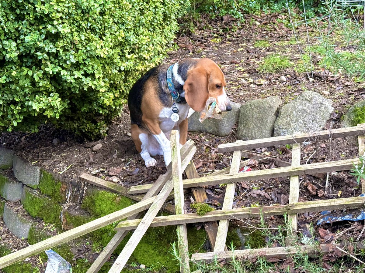 CPL Bixby, ZSHQ 🛵 tweet media