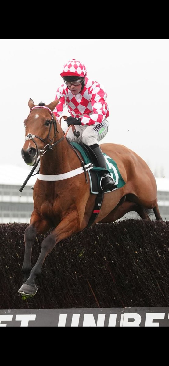 Dannyhart321's tweet image. Can't wait for jango baie tomorrow 🏇