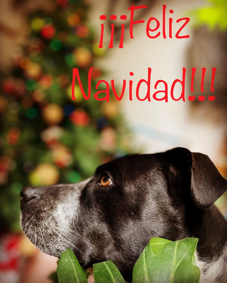 Lykastor's tweet photo. #NFLonNetflix Saludos desde Ciudad de México y felices fiestas!!! https://t.co/CJh1L3JgYV