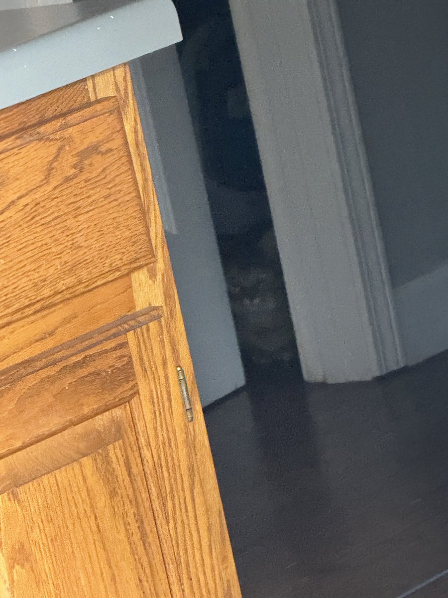 AustCoch's tweet image. Not fond of the extra dogs in the house