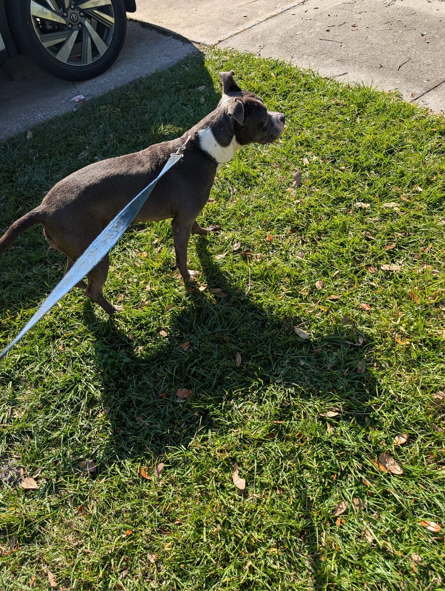 RandomCrap12's tweet photo. Lightning Bug is looking for people who are not afraid of her because she's a pit bull who just wants to be loved on and give kisses https://t.co/y0W6mnjtu6