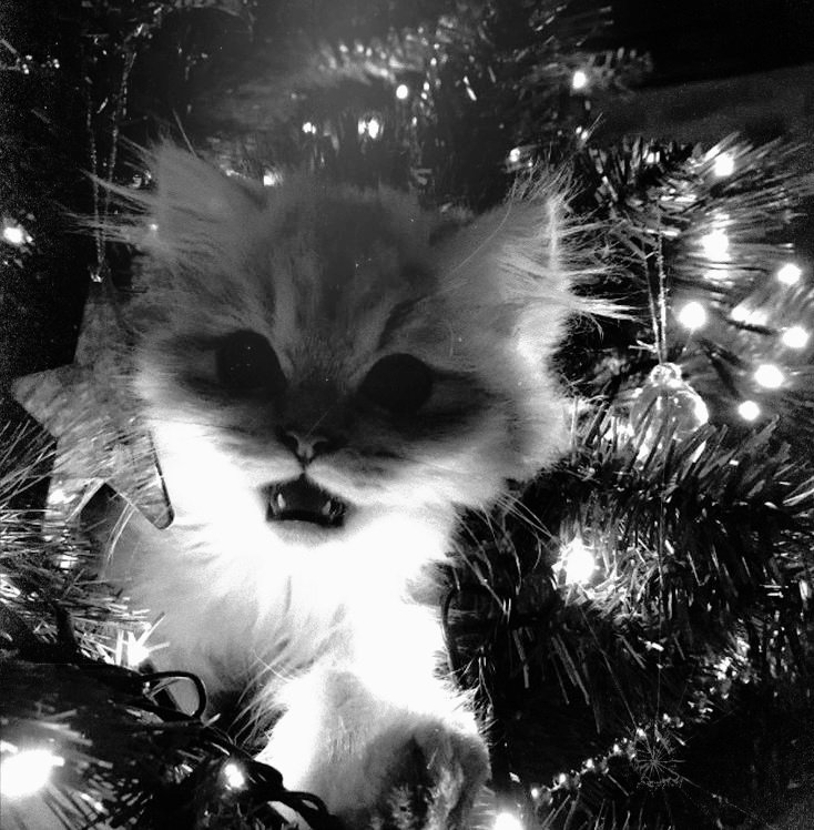 ᅠ
 ࣪ ˖  ᩭᘏᗢ ⸼  All I want for Christmas is . . . ⊹ ࣪ ֶָ֢
ᅠ