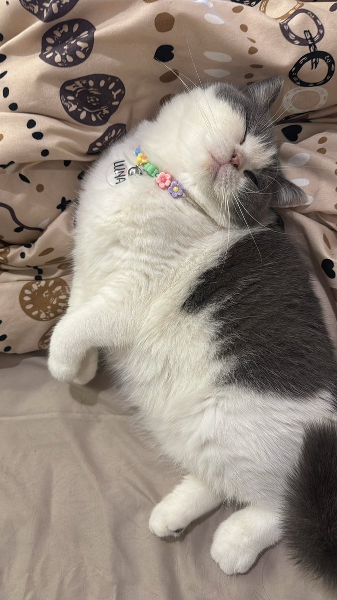 udh difase pengen nelen luna