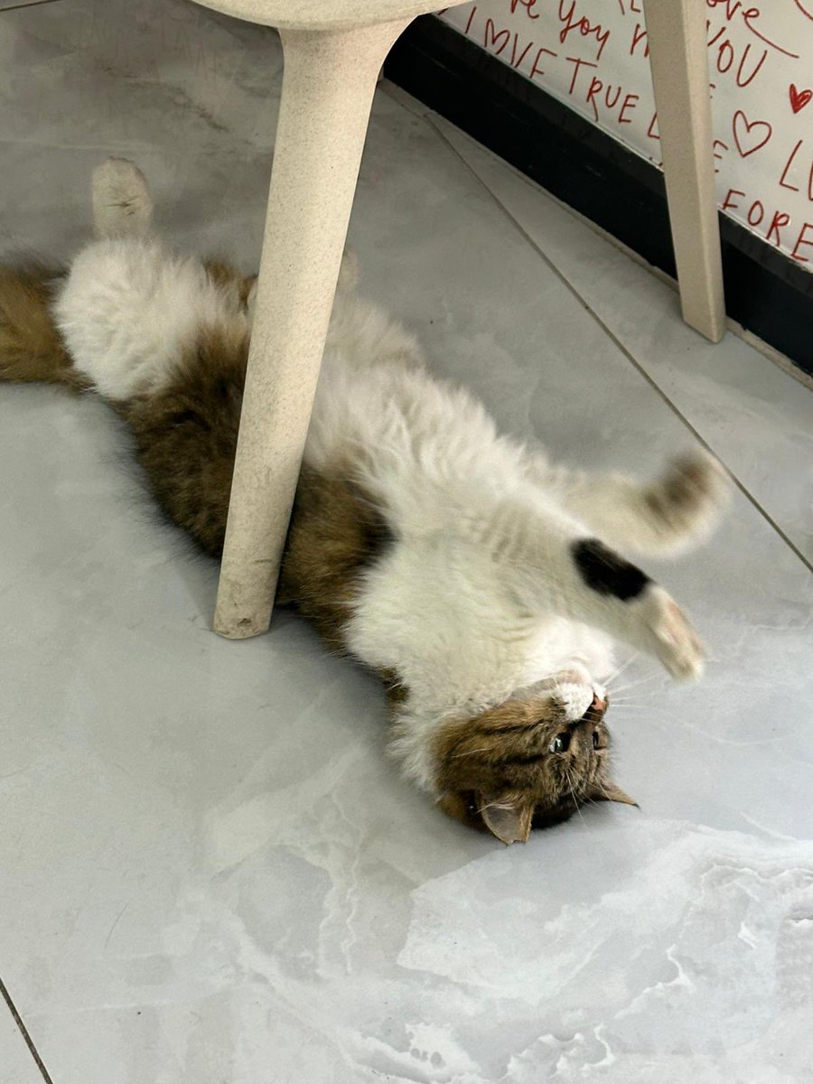 Bir veterinerin önünde bulunmuş, bacağı aksıyormuş. Hekim kontrol edince bacağında platin olduğunu fark etmiş. Bu halde sokakta yaşamasın. Mutlu olacağı bir yuva aranıyor bu çocuğa.
Dişi ve kısır. Hiçbir sağlık sorunu yok, sadece bacağı aksıyor. 
Paylaşır mısınız🥹
0532 357 83 58