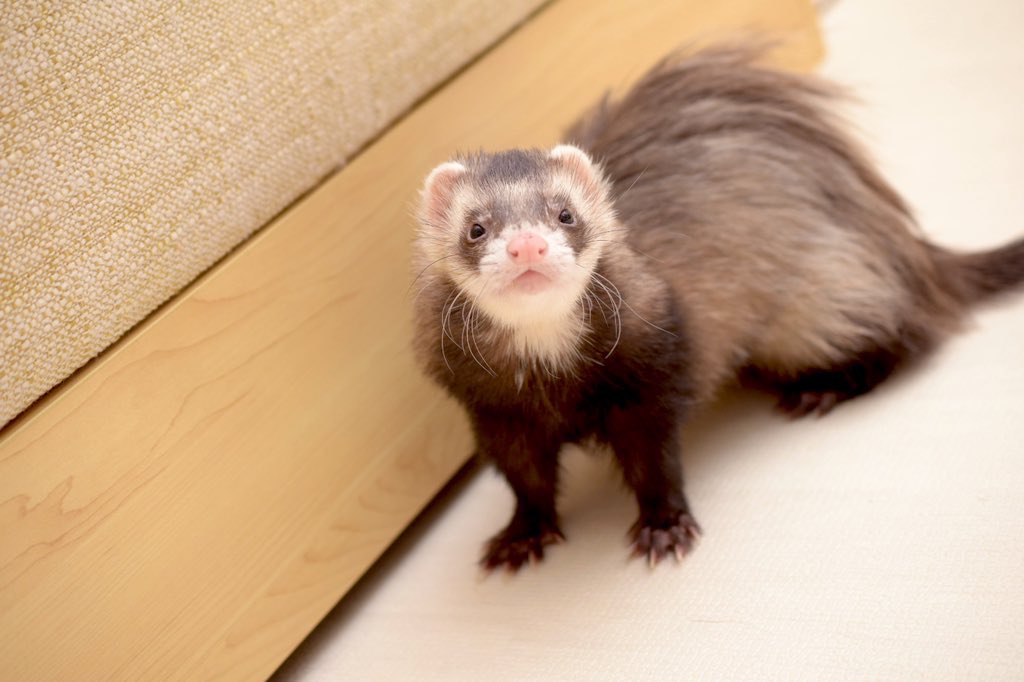 Seraphina tweet media