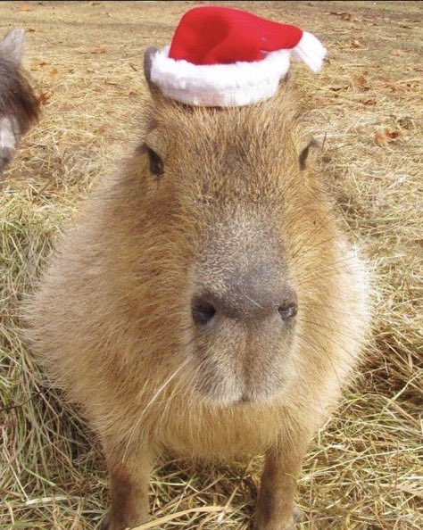 CapybaraCountry's tweet image. Merry Christmas!