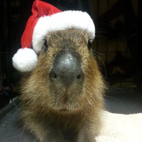 CapybaraCountry's tweet image. Merry Christmas!