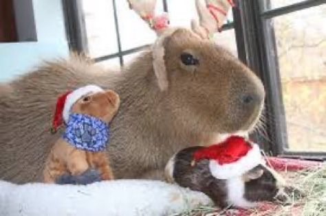 CapybaraCountry's tweet image. Merry Christmas!