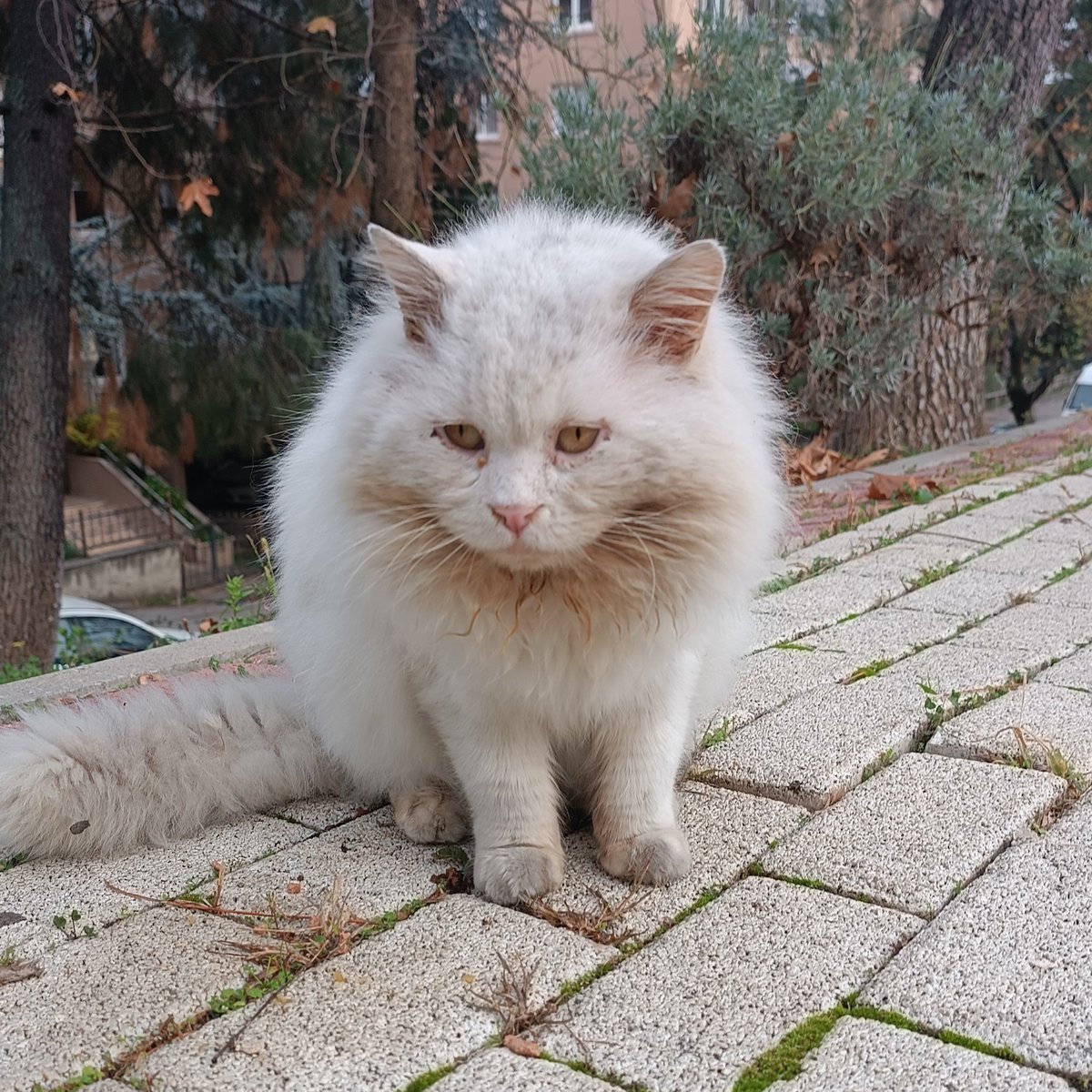 dilaydalottii's tweet photo. mama beklerkenki mahcubiyeti beni mahvediyo https://t.co/eAGENNeD5s