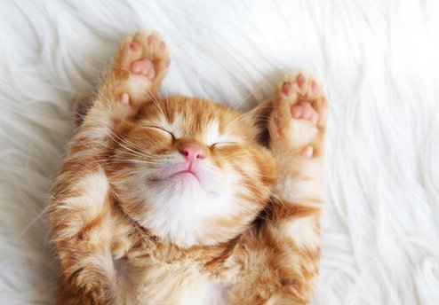 586Castro's tweet image. ただいま〜 まったりしたい気分。作業がんばる💻。ご褒美スイーツにしよ🍰 😊 🧞