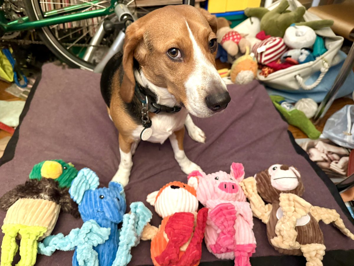 CPL Bixby, ZSHQ 🛵 tweet media