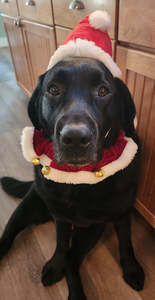 merry christmas! 🎄