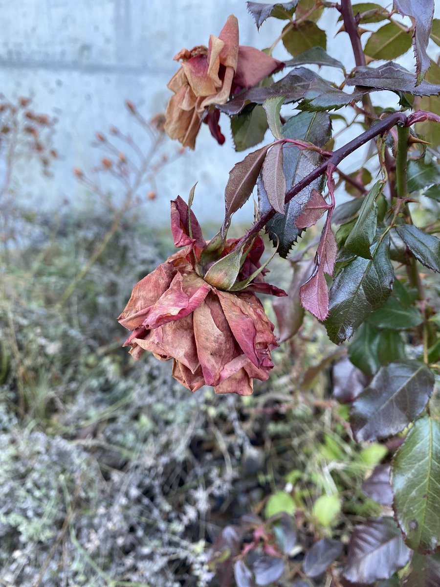 Sonia Zuccaro tweet media