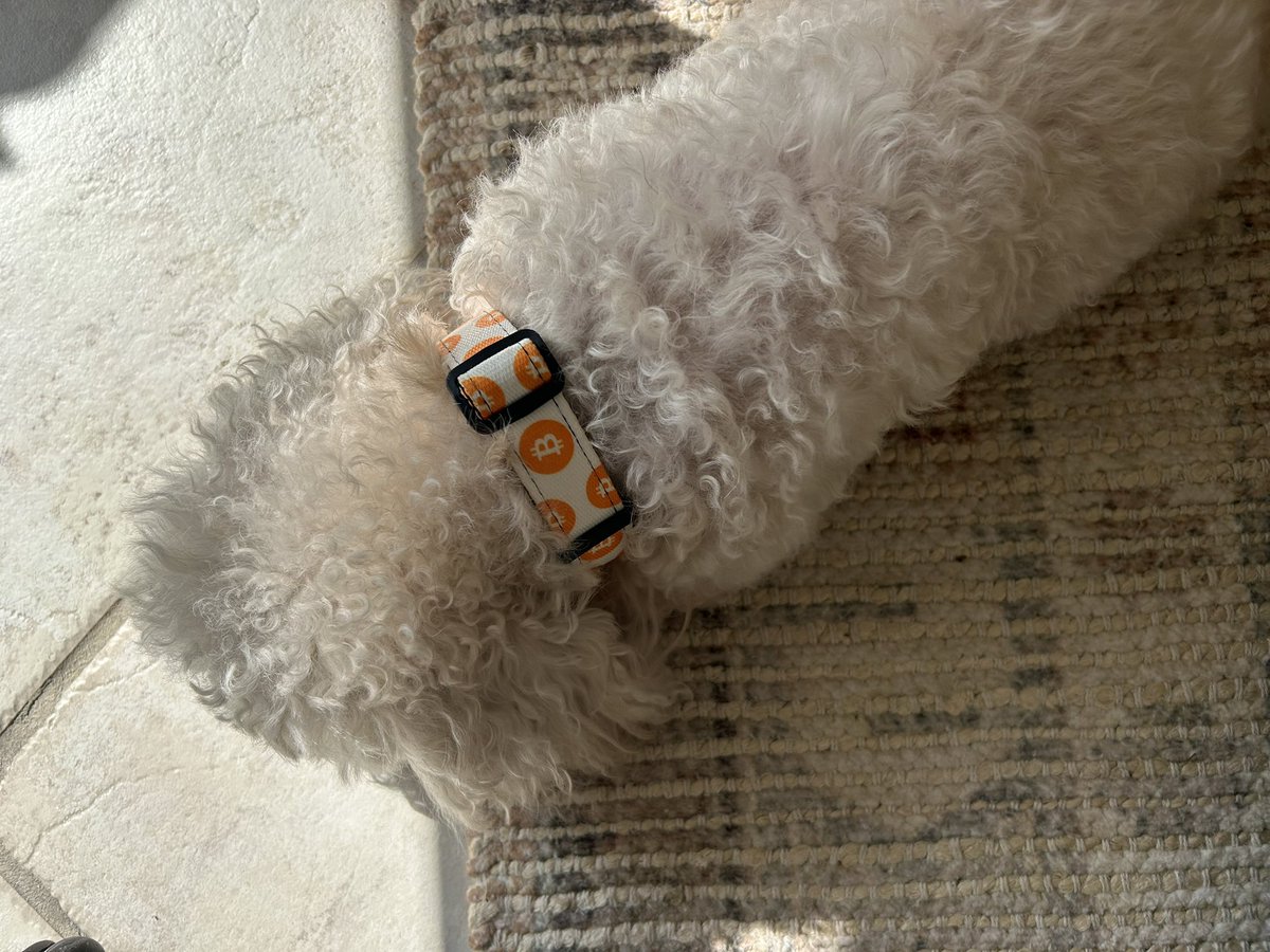 HumDog64's tweet image. This is our blind &amp;amp; deaf dog Max. I keep my Bitcoin keys taped to the inside of his  ₿itcoin collar!😹 Merry Christmas!