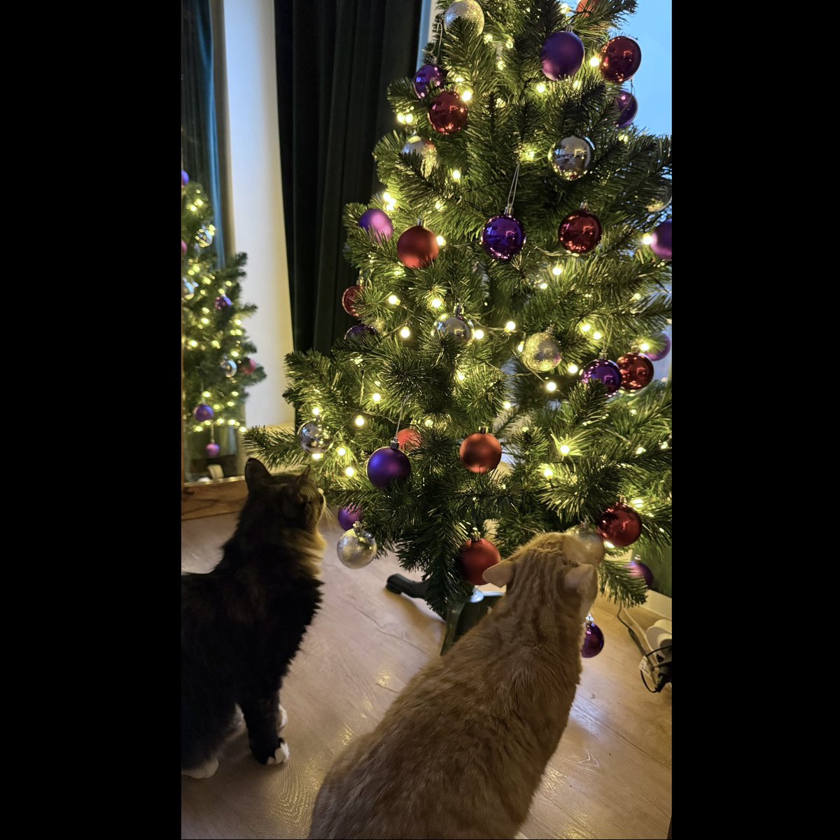 VickyAngelwicky's tweet photo. Merry Christmas from me to you all❤️🤗 https://t.co/yCMSM0o16P
