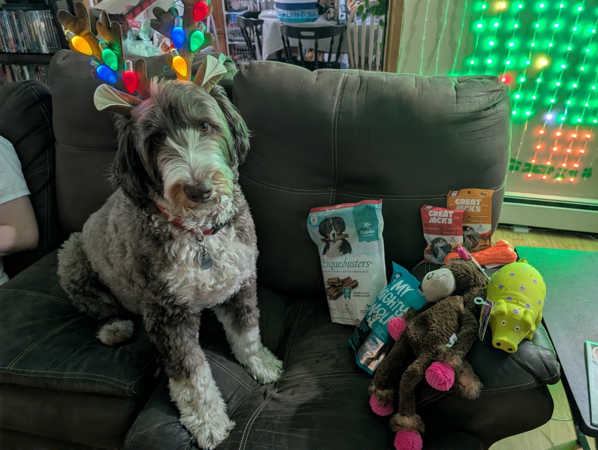 Frens.... He came, he came... Santa Paws brought me treats &amp; toys cause I was a very good boi