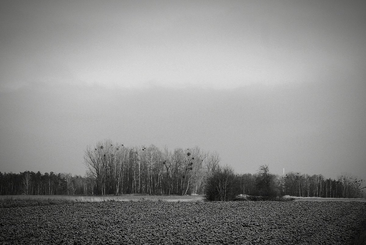 Arecki_SQ7ASG's tweet photo. Poranny spacer po Gałkowskich polach... 
#monochrone #czarnobiałe #blackandwhite #sonyA200 https://t.co/OUBE8RrSxK