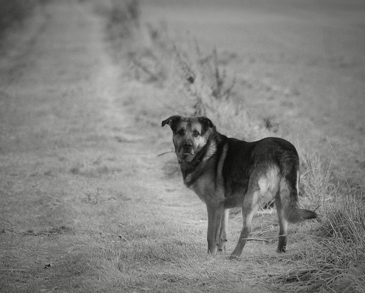 Arecki_SQ7ASG's tweet photo. Poranny spacer po Gałkowskich polach... 
#monochrone #czarnobiałe #blackandwhite #sonyA200 https://t.co/OUBE8RrSxK