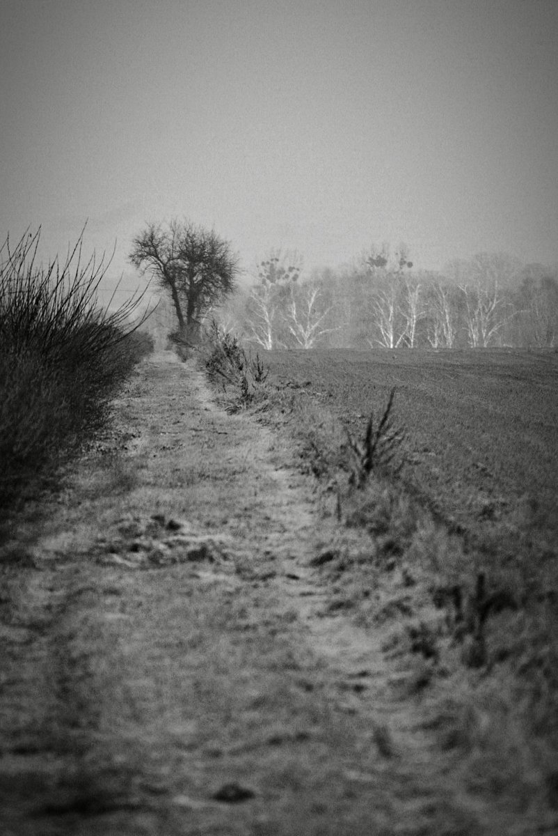 Arecki_SQ7ASG's tweet photo. Poranny spacer po Gałkowskich polach... 
#monochrone #czarnobiałe #blackandwhite #sonyA200 https://t.co/OUBE8RrSxK