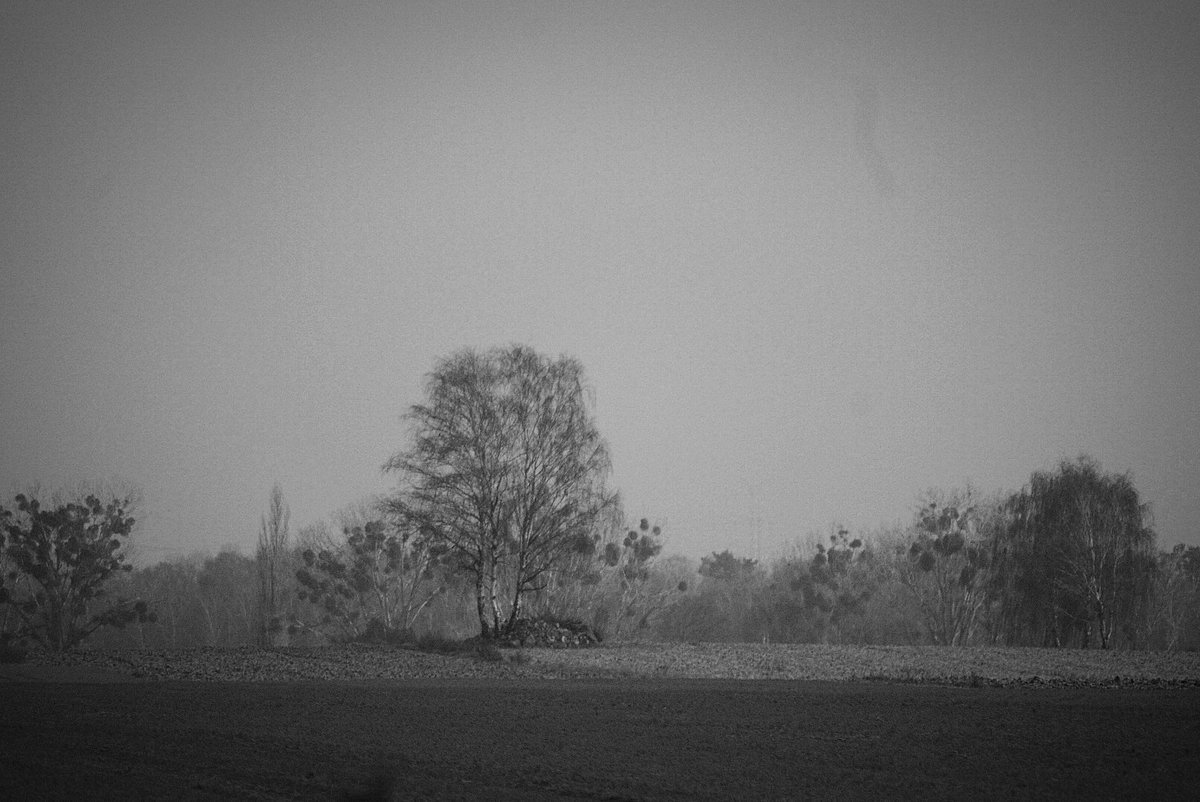 Arecki_SQ7ASG's tweet photo. Poranny spacer po Gałkowskich polach... 
#monochrone #czarnobiałe #blackandwhite #sonyA200 https://t.co/OUBE8RrSxK