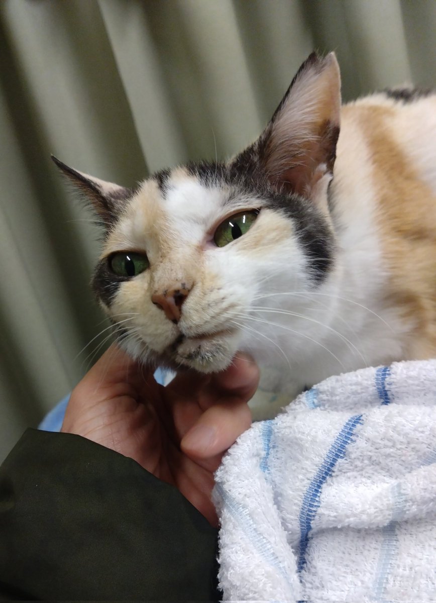 ミケちゃん (@ojm52811) / Posts / X