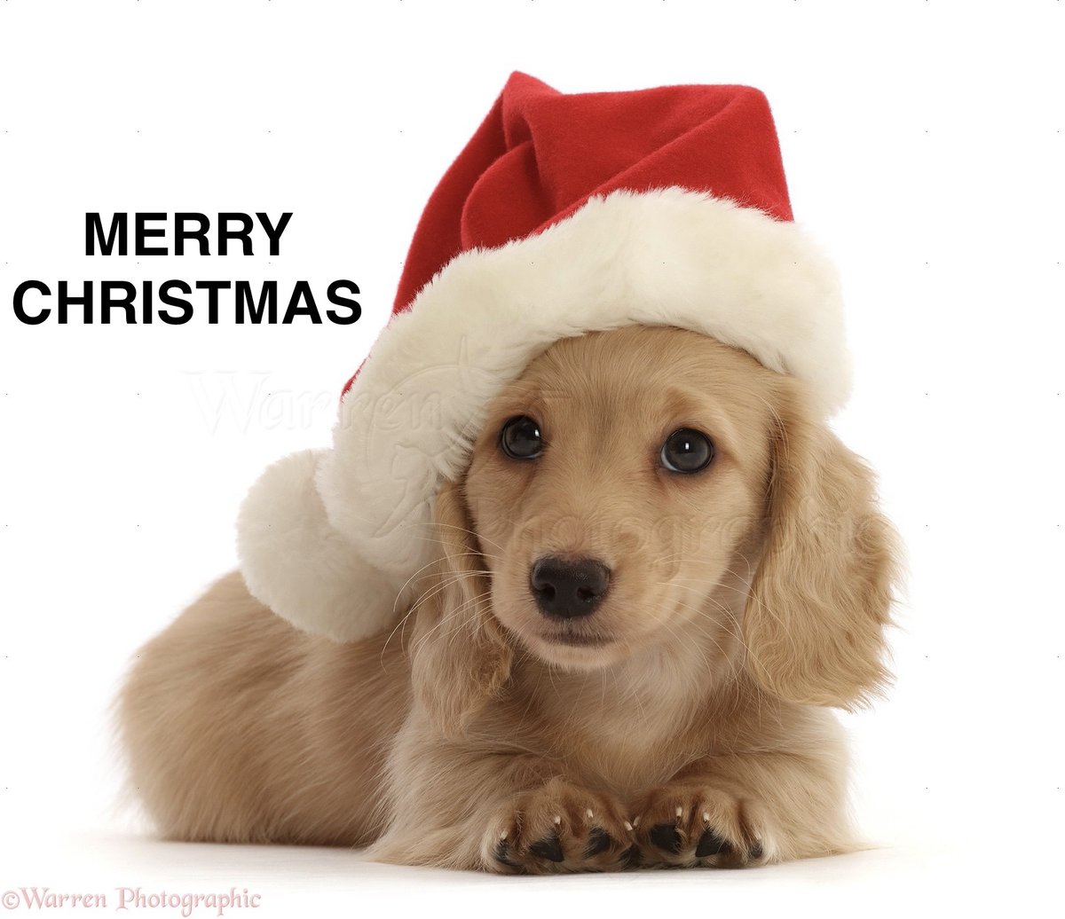 InsuranceLizard's tweet photo. #christmas #santa #happy #family #presents #tree 

https://t.co/hrIwIirBtU https://t.co/f3UOdNRsW2