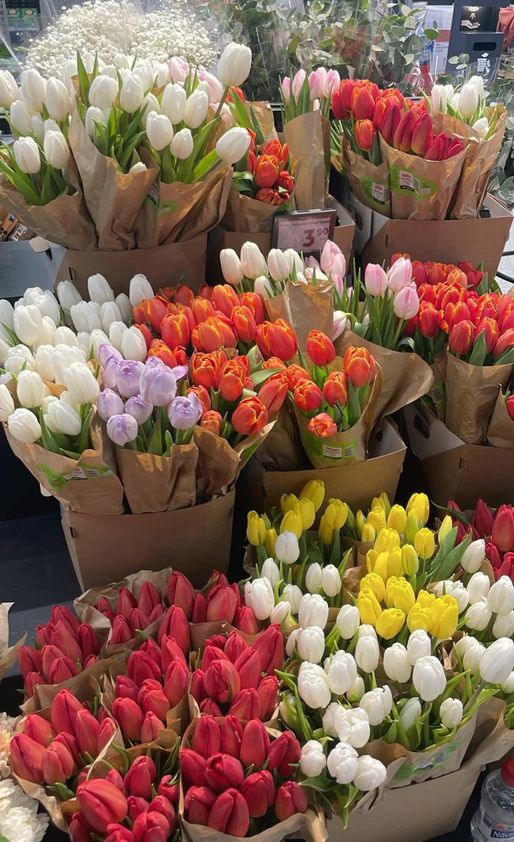 tutututututulip's tweet image. 