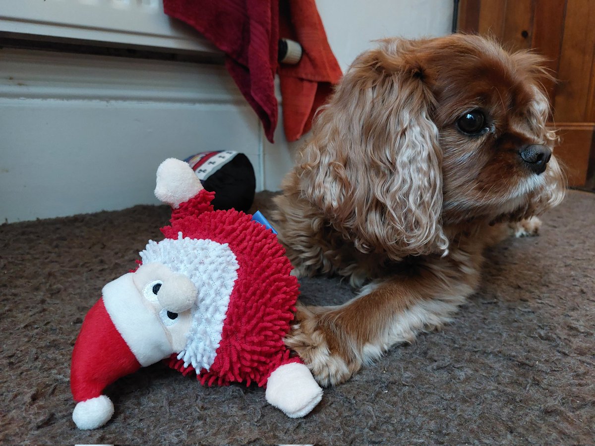 pixod11's tweet photo. Fanks so much to our #cavpack secret santa, for all our loot, we luvs it. Merry Christmas 🎅 https://t.co/6gHit5MLR5