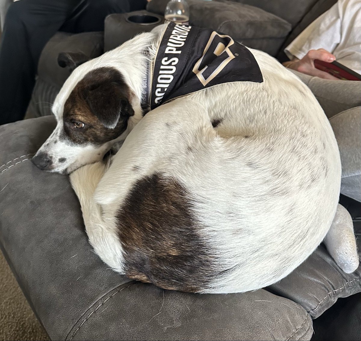 Merry Christmas Boiler Nation. Have a blessed day. 🎅🚂🎄#boilerup