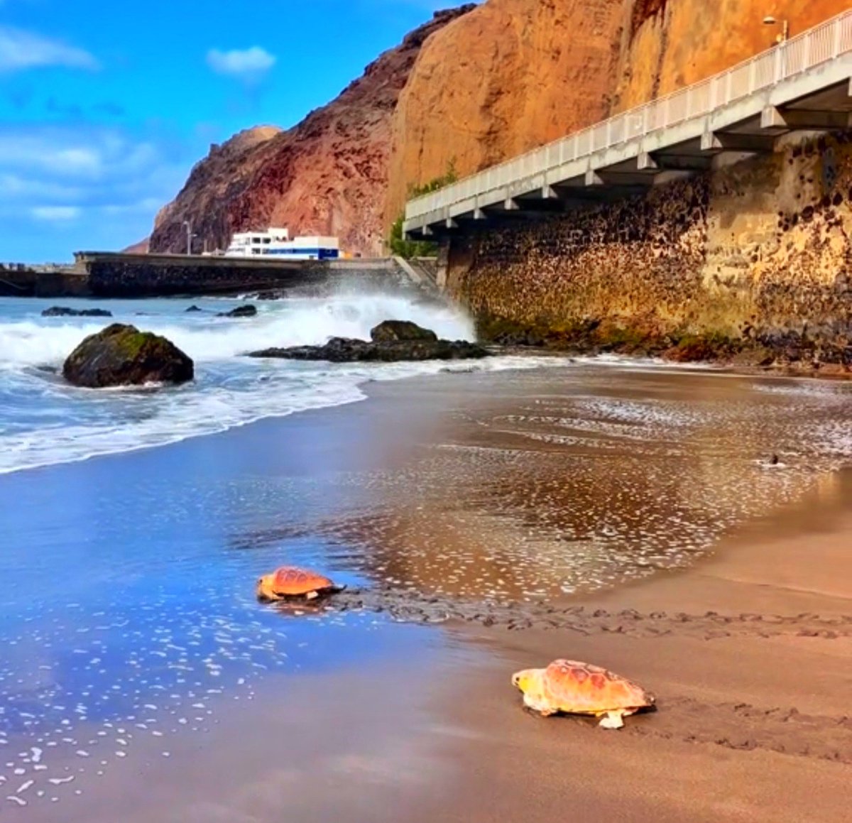 Suelta de tortugas,sardina del norte