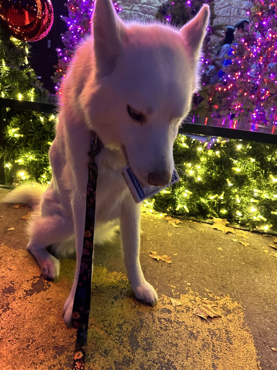 Merry Christmas!! ⛄️🎄 🐕