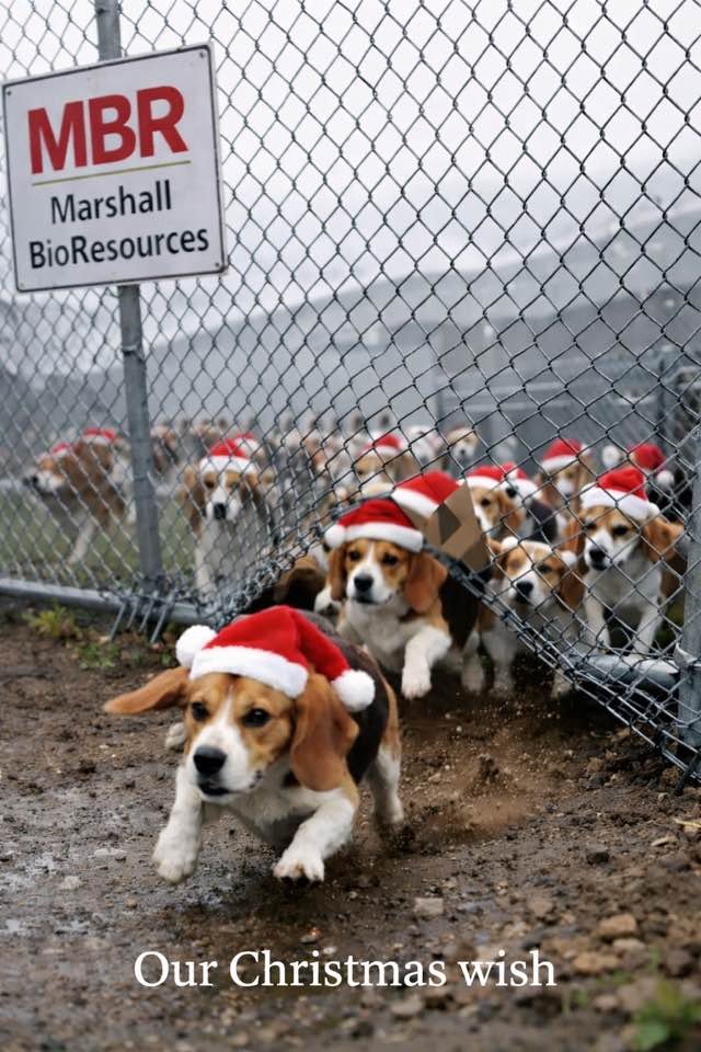 Beagle Lovers And Rescuers Inc. tweet media