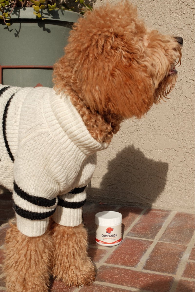 BowTiedSetter's tweet photo. Sneak peak from our @CompanionPetSup photo shoot today..

Merry Christmas fam 🫶 https://t.co/GfzXng66Lk