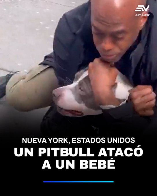 ecuavisa's tweet photo. 📌 #LoMásLeído 🚨🇺🇸 Un pitbull atacó a un bebé en plena Union Square, Nueva York. El animal mordió la pierna del menor y se negó a soltarlo ante la mirada de transeúntes. 📲 https://t.co/i9wcrPLxFC https://t.co/P4YbolStWe