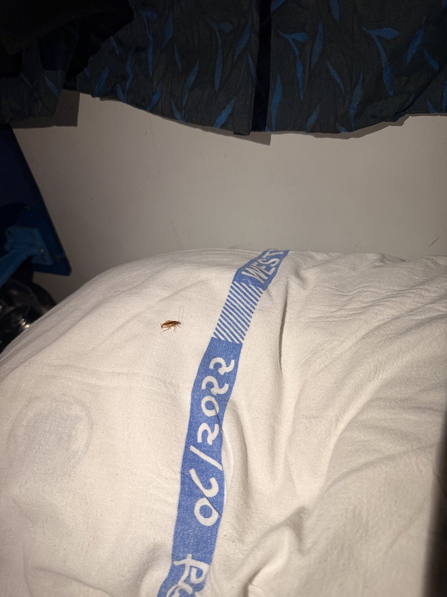 EchoesOfAries's tweet photo. Dear @RailMinIndia, @IRCTCofficial 
Is cockroach access complimentary on Rajdhani Express or should I ask them for tickets? 🪳🎟️
Asking for a fellow passenger.
Train #:12957, PNR:8740805184

#RajdhaniExpress #IndianRailways https://t.co/oLLgqzpqYJ