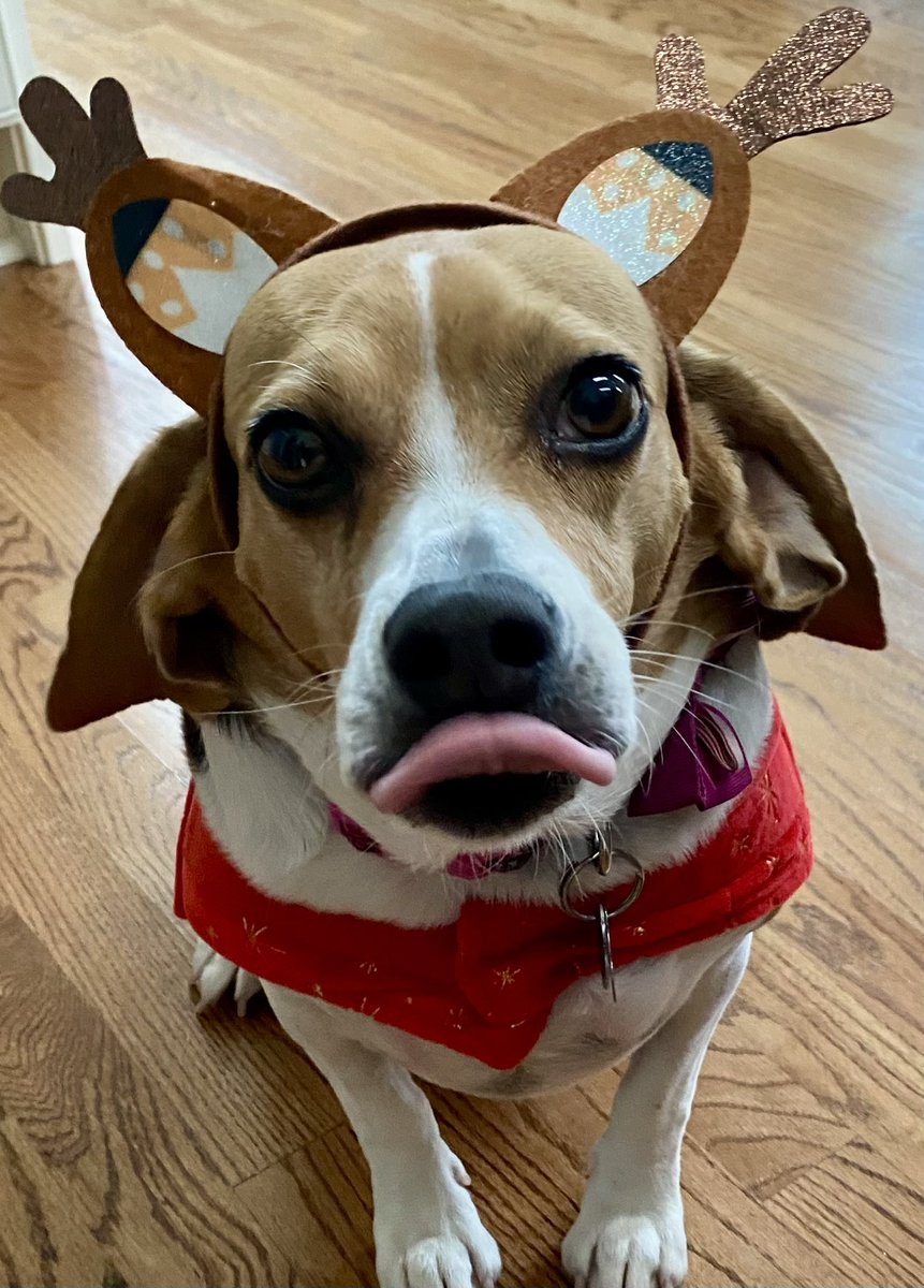 Have a holly, jolly Christmas and a New Year filled with peace, love &amp; joy. Love, #jessiesuchagoodgirl 

#dogsoftwitter 
#beaglefacts #weratedogs #beagles <a href="/RescueCoop/">Rescue Coop</a> <a href="/TheHerdHouse/">THE HERD HOUSE</a> <a href="/beagle_ranch/">AK Beagle Ranch</a> #beaglesoftwitter #AdoptDontShop