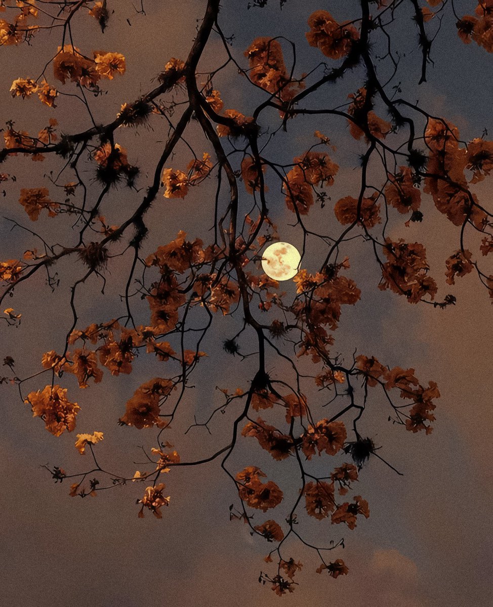 studio ghibli (@gardenofghibli) on Twitter photo 