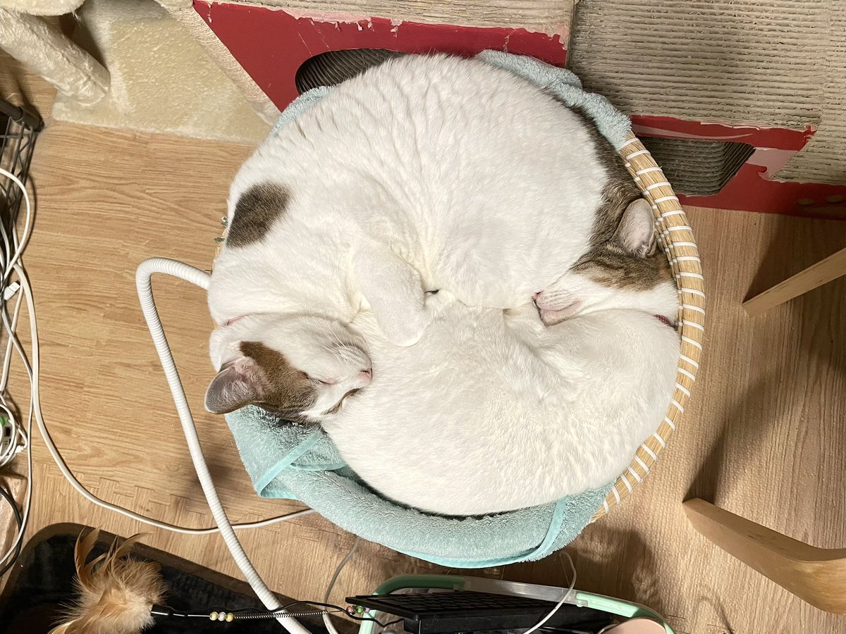 仲良し猫鍋♡寄せ鍋♪冬 仲良し猫鍋♡寄せ鍋♪冬 仲良し猫鍋♡寄せ鍋♪冬 仲良し猫