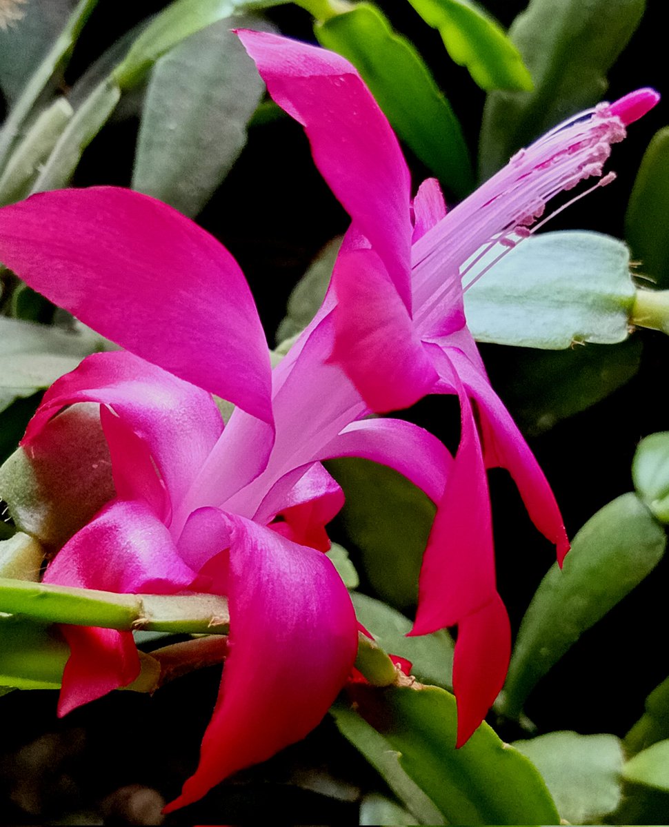 Катерина Галич tweet media