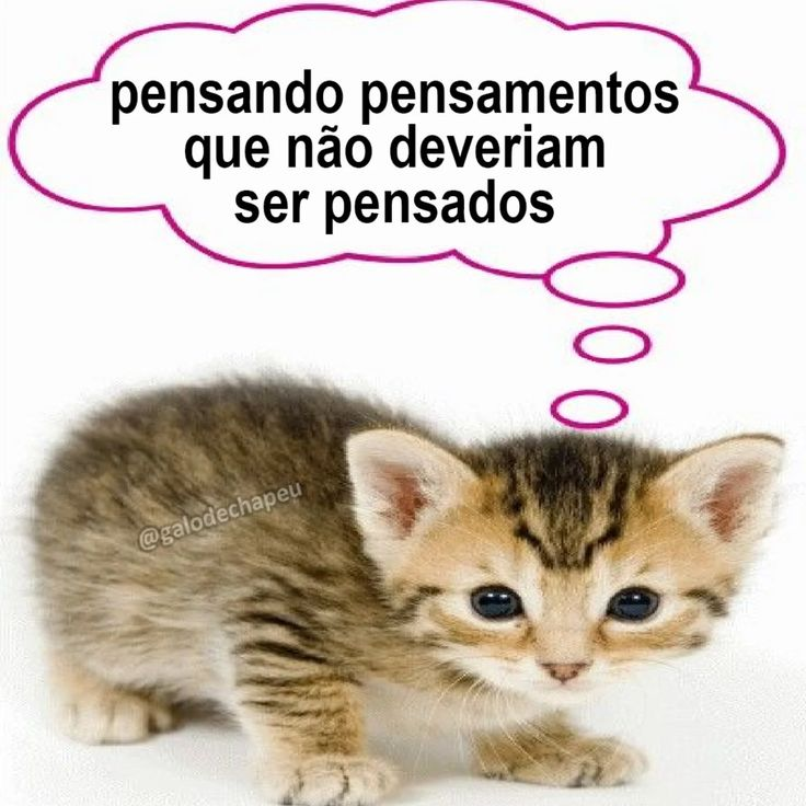 perfil dedicado a gatinhos e peitos (@odeiootaco) on Twitter photo 