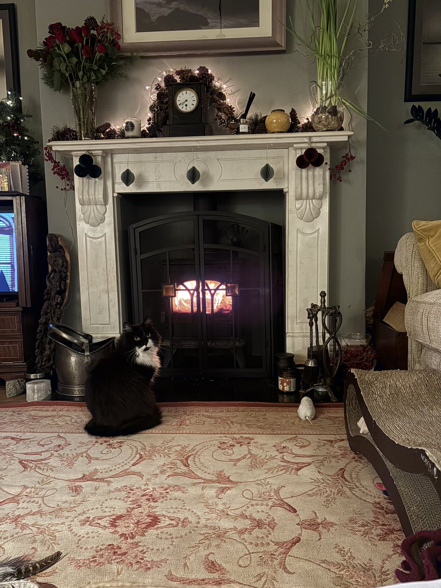 MollyMoggy26's tweet photo. Happy #Catmus 🎄🎁🐈‍⬛🤶 dear furiends. Mum left us for a chunk of the day, but we have had fun with her before and after 💕🐾💕.  I hope everyone has had a lovely day, however it has been spent. Love ‘n purrs  💕🐾💕🐾 
#Christmas2025 #ChristmasDay https://t.co/MEFMw5Sj9d
