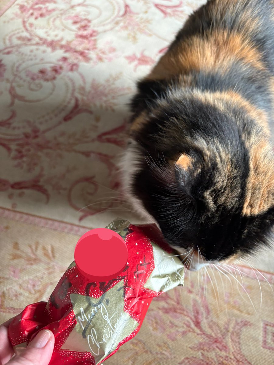 MollyMoggy26's tweet photo. Happy #Catmus 🎄🎁🐈‍⬛🤶 dear furiends. Mum left us for a chunk of the day, but we have had fun with her before and after 💕🐾💕.  I hope everyone has had a lovely day, however it has been spent. Love ‘n purrs  💕🐾💕🐾 
#Christmas2025 #ChristmasDay https://t.co/MEFMw5Sj9d