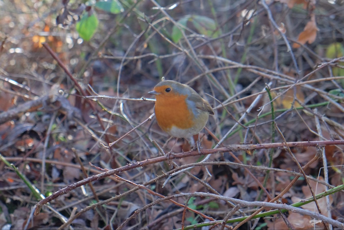 Lisa Sharples 🌳 tweet media