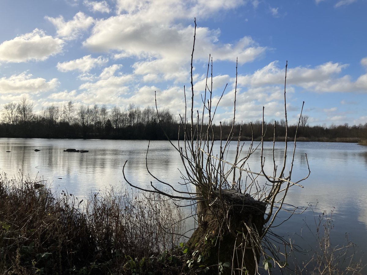 Lisa Sharples 🌳 tweet media