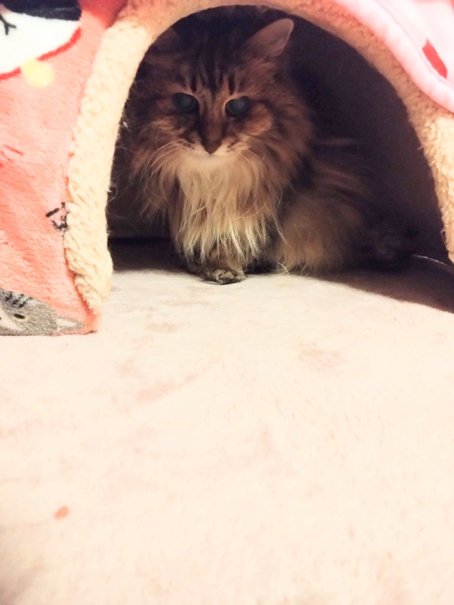 もこわんこ 新着 — ポップマートのポップランドモココは甘いビニールぬいぐるみ