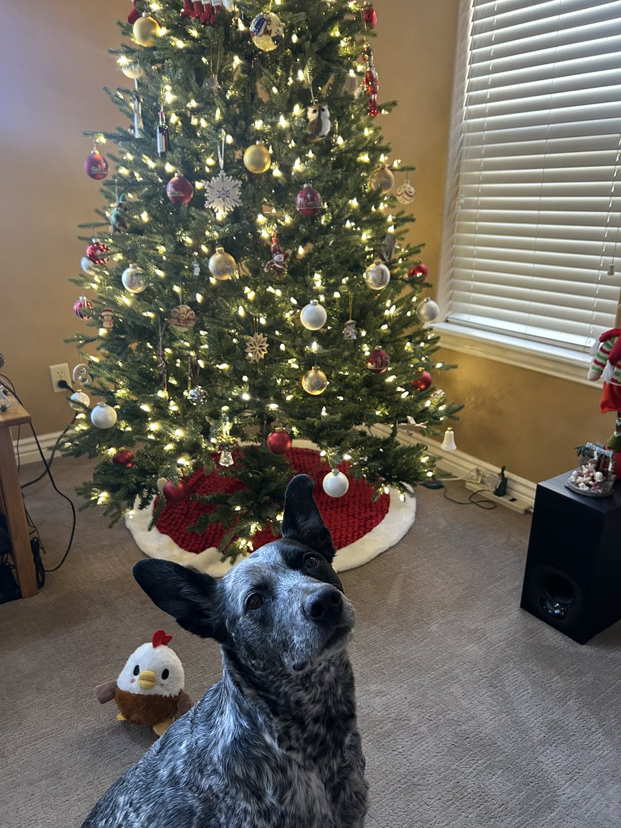 merry christmas from fiona and i ❤️🎄