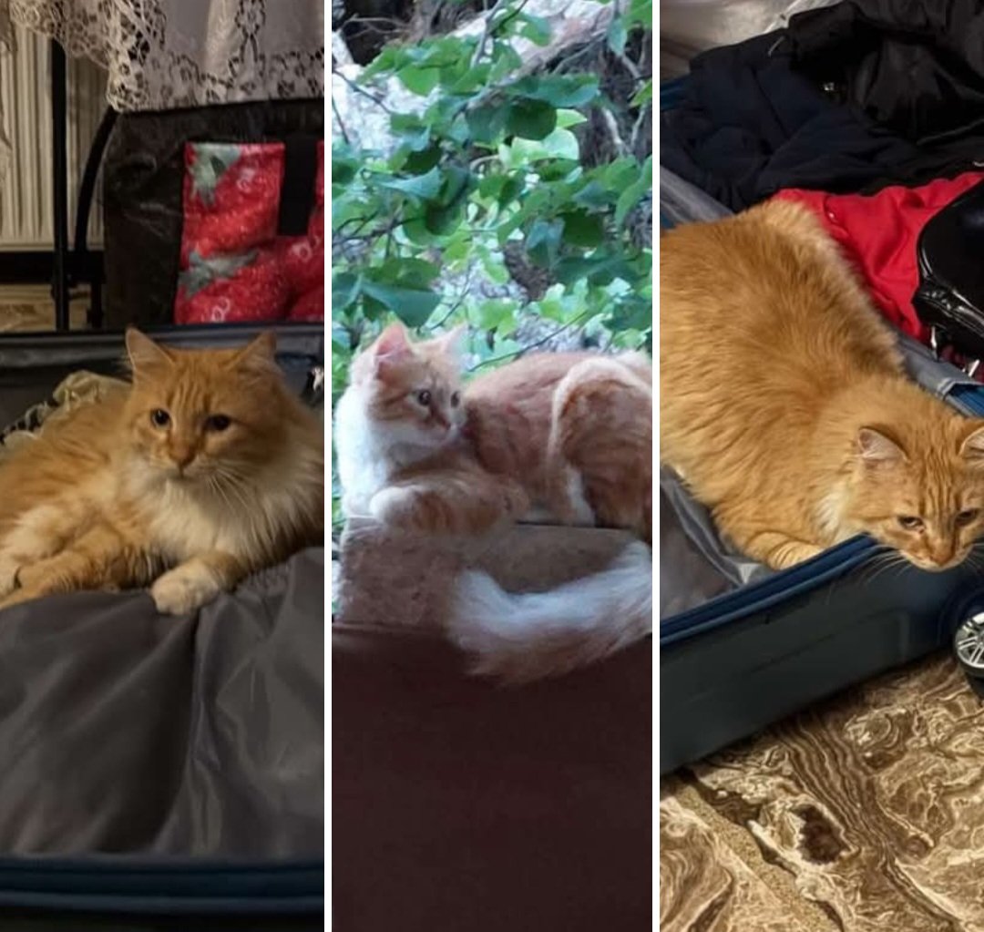 KatKatPt's tweet image. 🆘️🆘️🆘️
Χάθηκε η Φαίδρα απο την περιοχή Δάσος Χαϊδαρίου πίσω απο τη μάντρα του Ψυχιατρείου οδός Αεροπολεως 
4 ετών,στειρωμενη,με πολύ φουντωτό τρίχωμα
Για οποιαδήποτε πληροφορία επικοινωνία με το τηλ
Rt 🙏 🙏 🙏