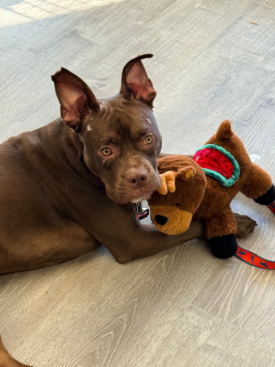 codarnj's tweet image. Rudy would like to wish everyone a Merry Christmas!